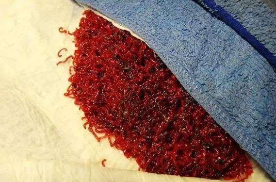 活红虫怎么简单保存,怎么保留红虫