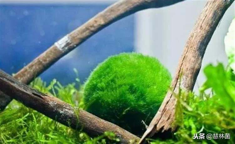 新兴萌宠动物,萌宠海藻球