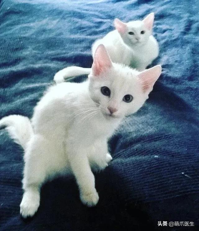 猫咪长大后还认得出兄弟姐妹吗,猫咪长大还记得自己的同胞兄弟吗