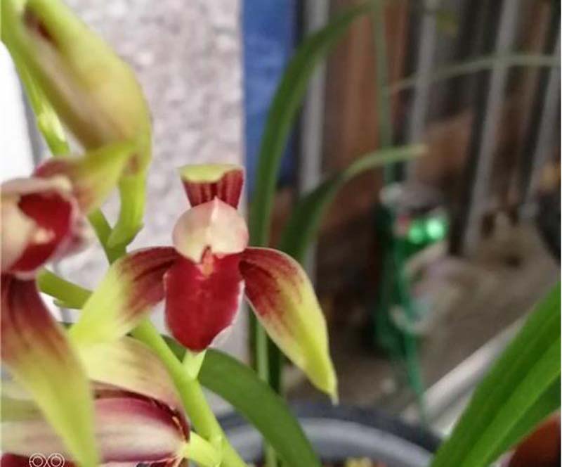 传统铭品与下山兰的选择与培育