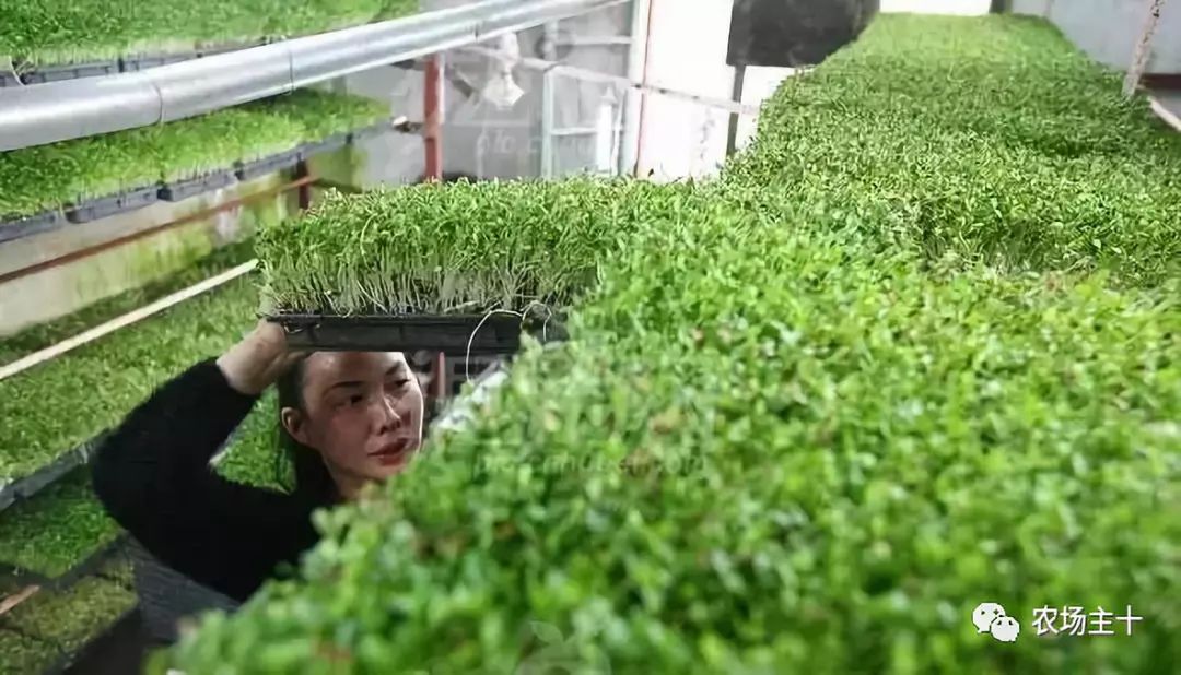 传统方法种菜也能致富的方法,纸上种菜怎么赚钱