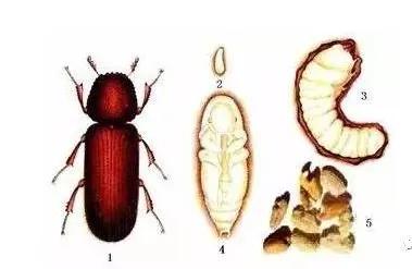 金刚生虫子怎么办,金刚中有恶心的虫子