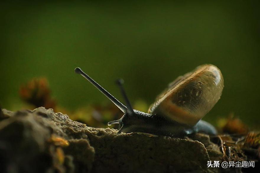 最漂亮的蜗牛图片,100幅蜗牛图片