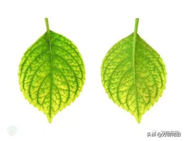 蓝莓缺铁怎么补最快,蓝莓叶子缺铁的表现