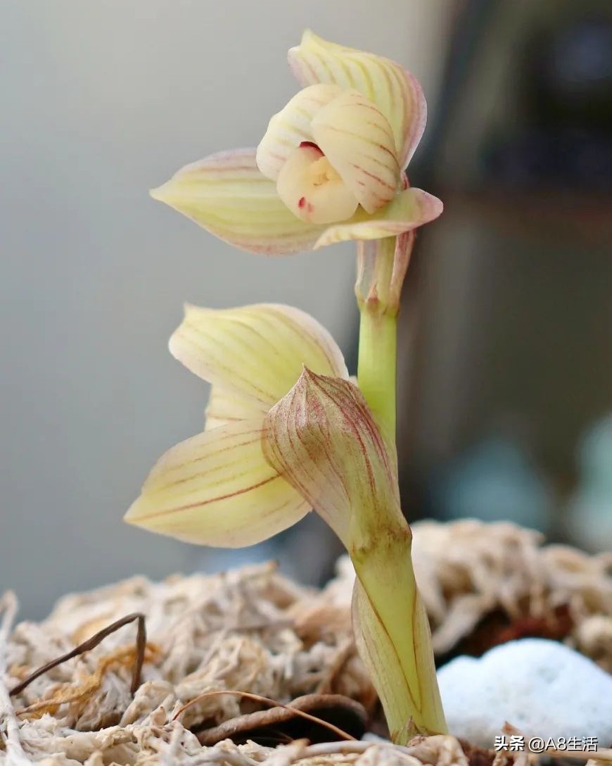 春兰姜氏荷兰名品欣赏,姜氏荷兰花春兰