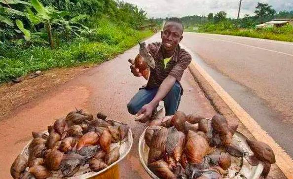 中国吃货都征服不了的非洲大蜗牛,它们是如何入侵中国的?