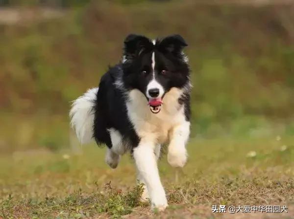 哪种狗既能看家护院又不乱咬人,什么狗不挑食会守家对主人忠诚