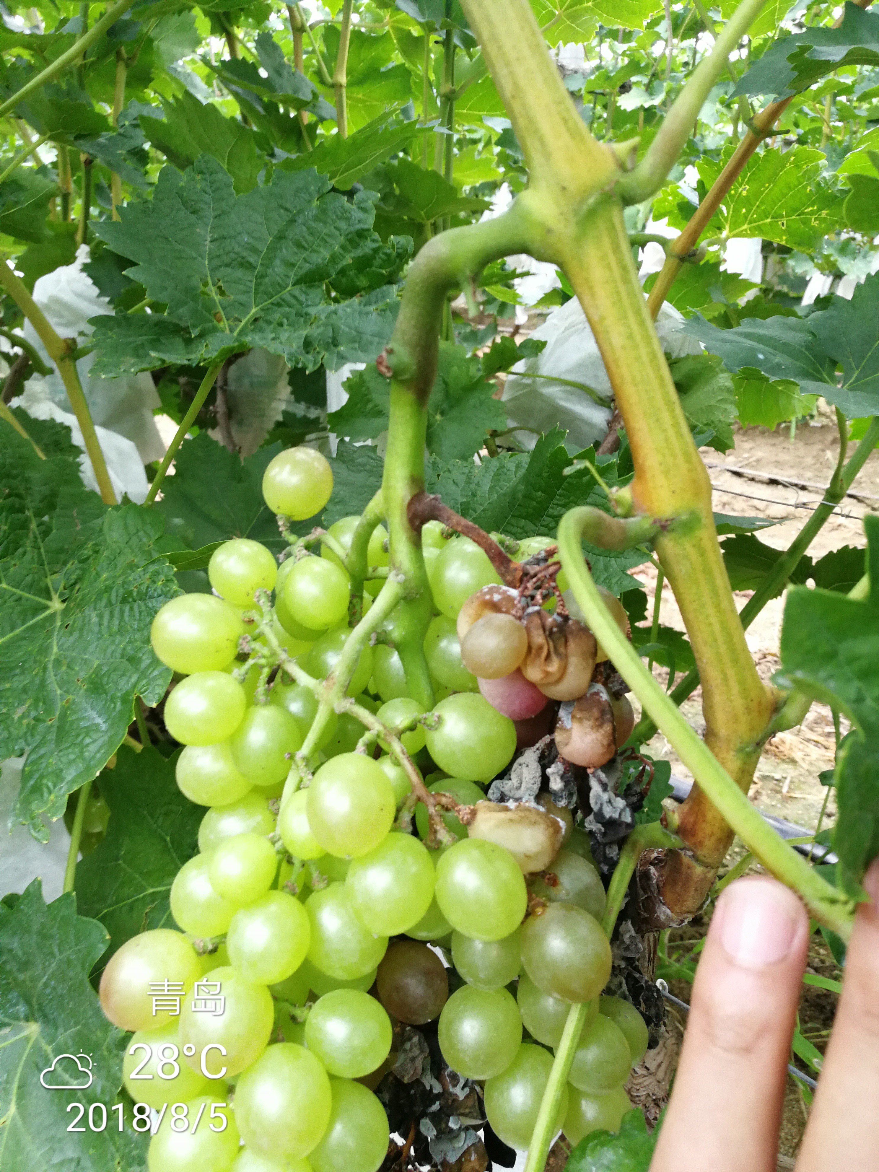 灰霉虫治什么病最好,灰霉穗轴病最好用药是什么