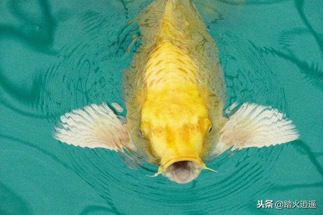 鱼缸锦鲤突然怕人乱窜,锦鲤新入缸不上游怕人