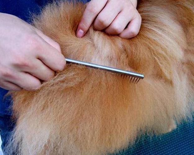 每天给狗狗梳毛的正确方法,给狗狗梳毛的正确方法