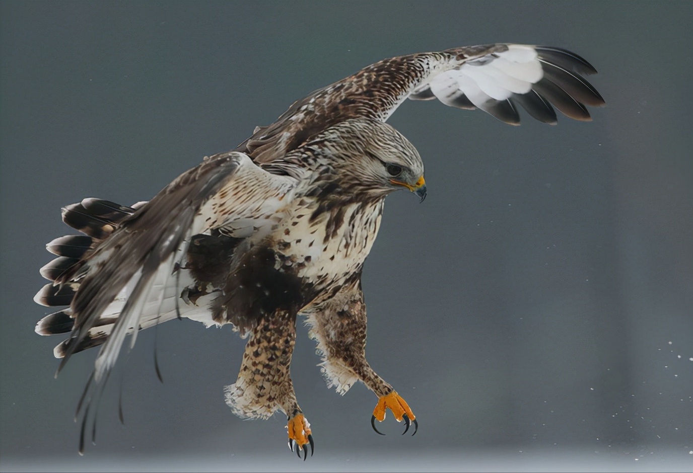 东江揽胜,惠州淡水常见鸟类图谱