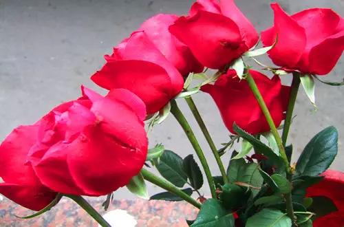 玫瑰什么时候养最好,玫瑰花束要怎么养