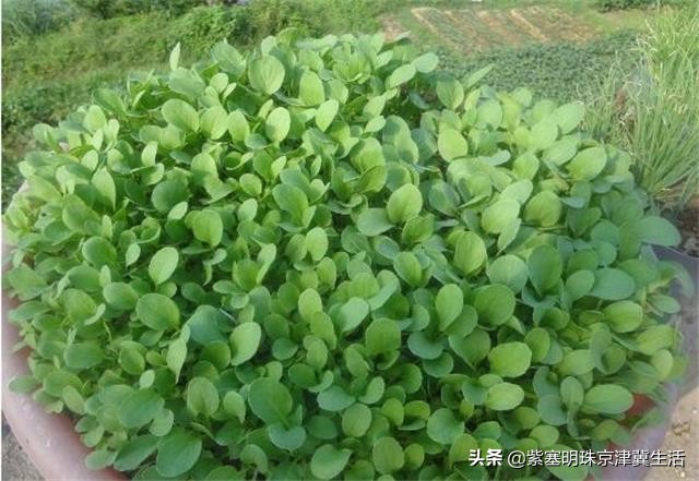 塞罕坝蒙古大营度假村,内蒙塞罕坝旅游