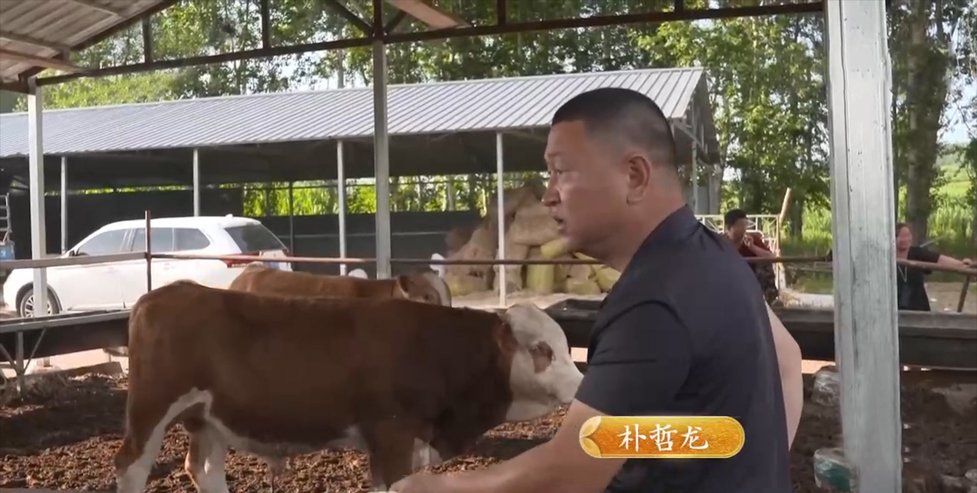 吉林大叔回乡养黄牛,养殖黄牛走上致富路