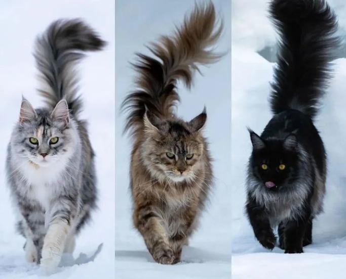 这辈子一定要养一个猫,这辈子一定要养只满眼都是你的狗