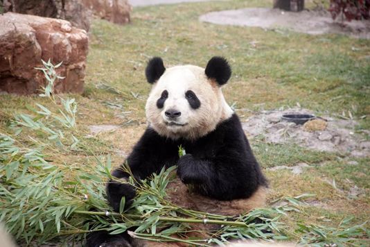 南通森林野生动物园门票团购双人,南通森林野生动物园门票活动团购