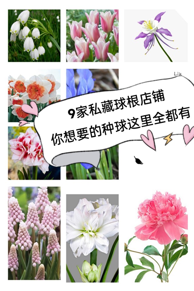 9家私藏小众球根店铺分享给你们，你想要的种球这里全都有
