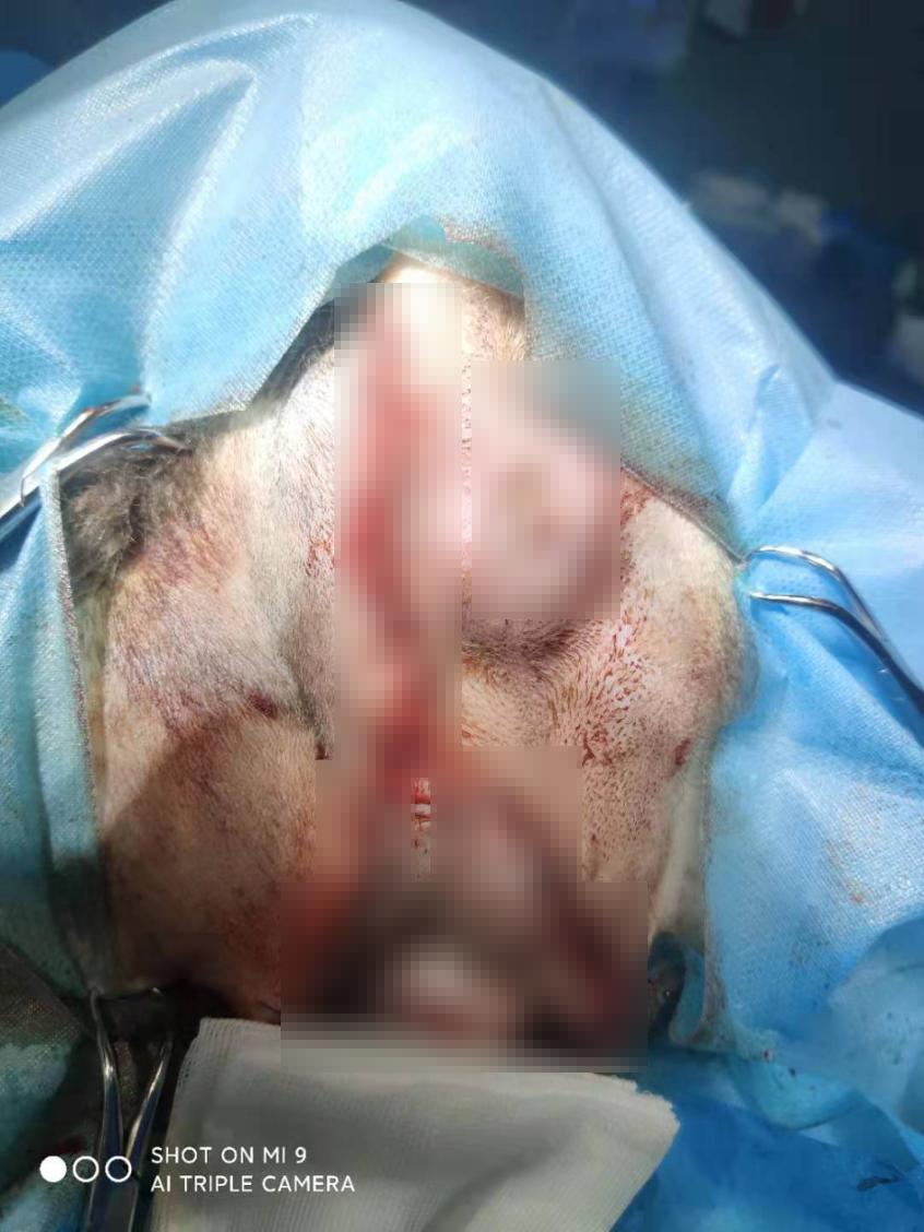 狗狗肚脐鼓包长大后能自愈吗,狗会阴疝复发咋办