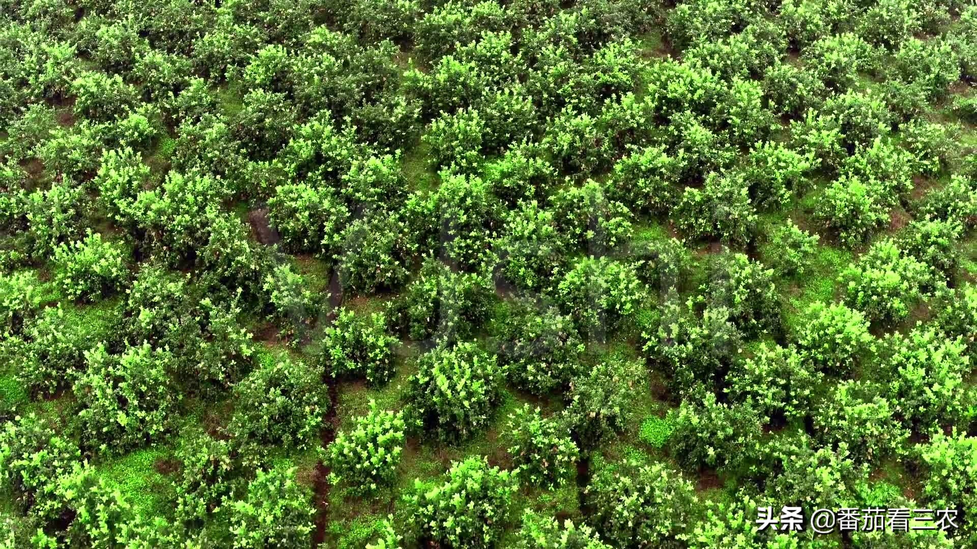 柠檬高产管理技术视频,广东香水柠檬高产种植技术