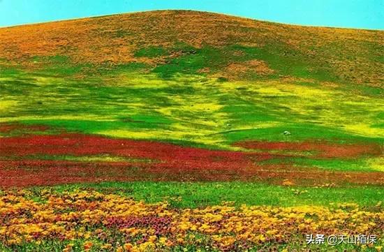 伊犁可克达拉草原,伊犁草原之旅