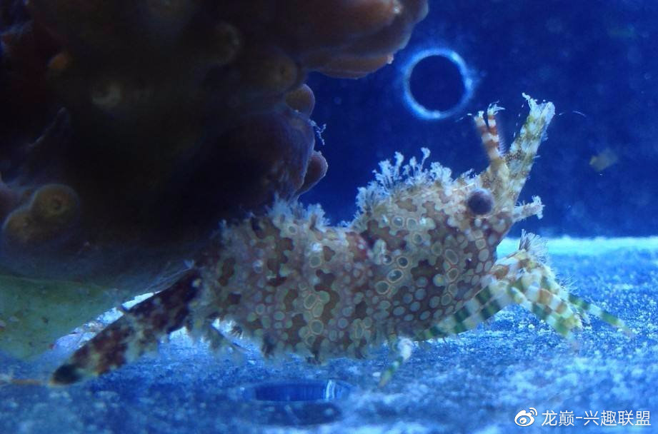 海缸养鱼长绿藻,海缸藻类多适合养鱼吗