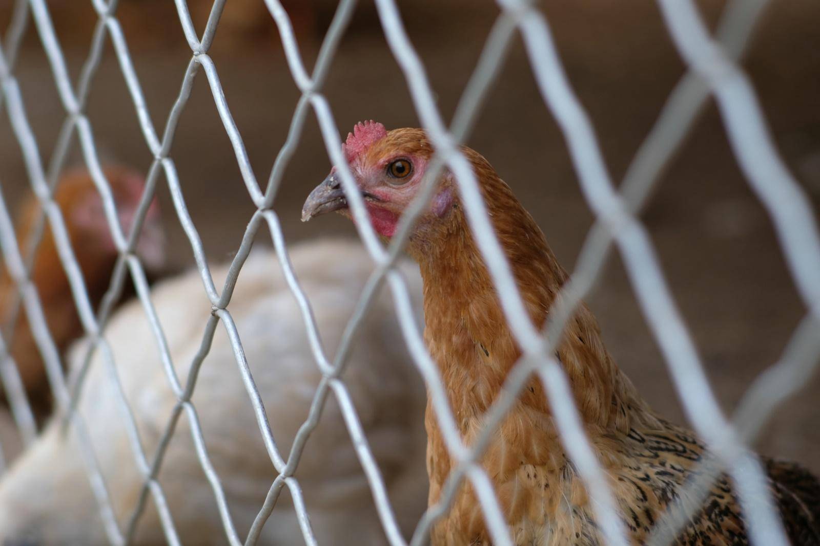 七工匠25mm镜头值不值得买,七工匠35mm1.7镜头值不值得买