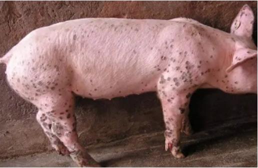 猪皮肤病怎么预防,猪的皮肤病怎么治