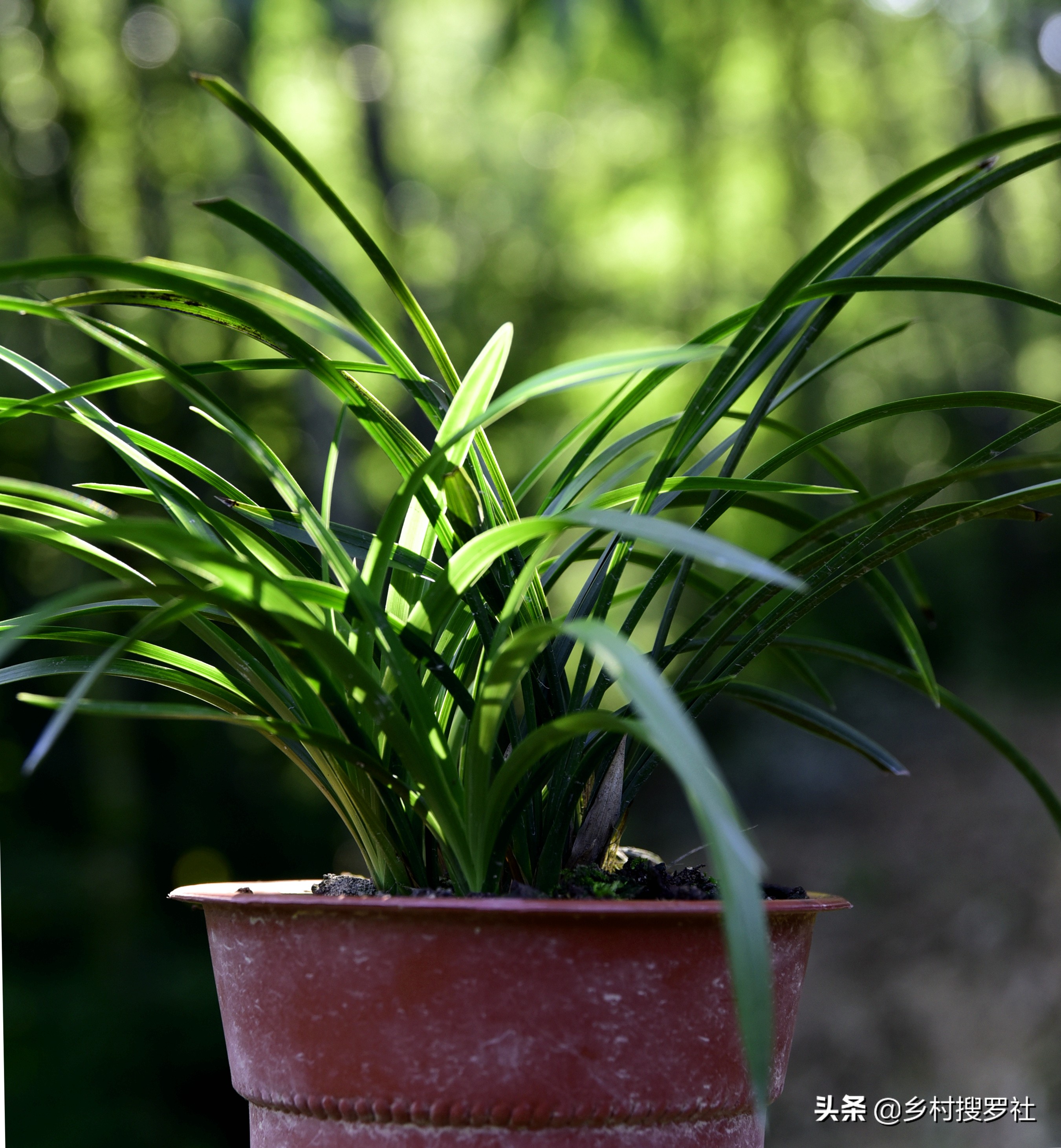 兰花怎么看是壮苗还是粗苗,怎么让兰花快速生根发芽成壮苗