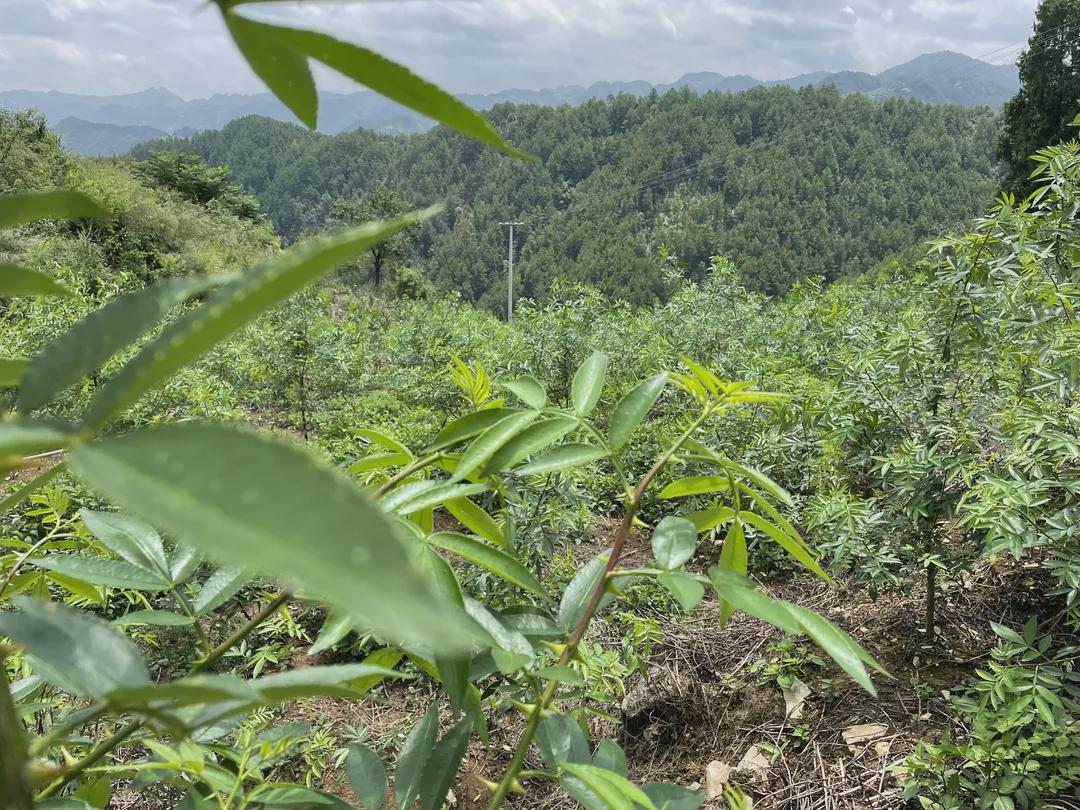 贵州遵义一个小山村,贵州遵义的一座小山村