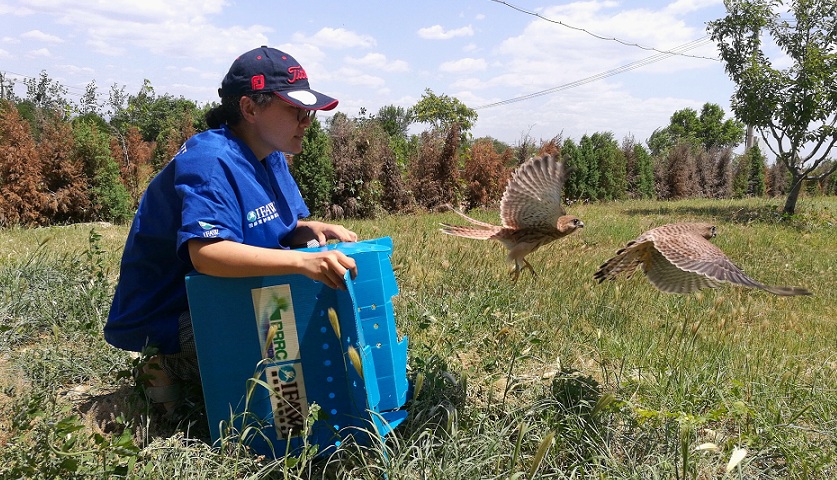 猛禽康复训练视频,猛禽康复师纪录片