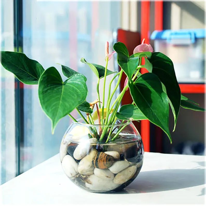 红掌花姿奇特美妍，花苞似佛焰，叶片翠绿欲滴，最佳室内盆栽