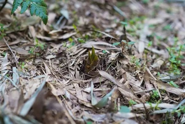 如果有来生，我要做宜兴竹海的一棵竹