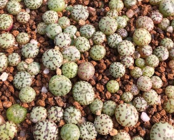 家庭盆栽土壤不透气怎么办？核桃壳、瓜子皮一用，烂根问题不在