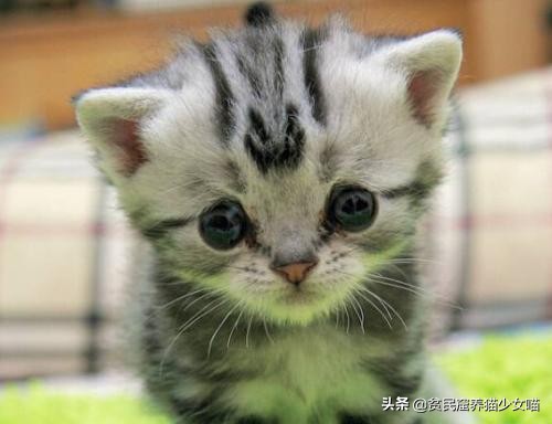 母猫产后如何护理,母猫产后护理