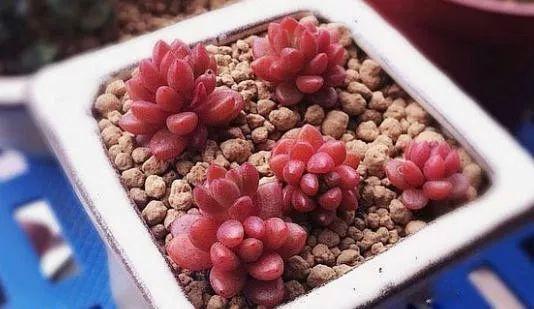 几款好看又好养的多肉,好养且易爆盆的多肉