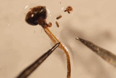 显微镜下的蚊子嘴巴,显微镜下的蚊子吸血全过程