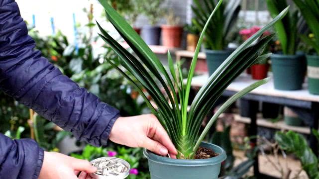 喜欢养君子兰的男人,家庭养君子兰