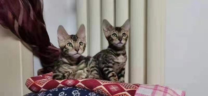 猫感染了新型冠状病毒有什么症状,猫感染新型冠状病毒会有哪些症状