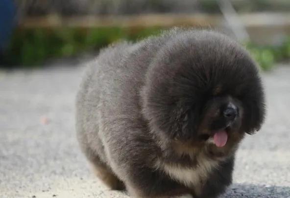 *藏西**袖犬：真实的存在，还是神秘的传说？