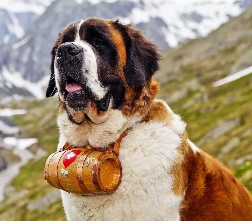 圣伯纳犬是雪山救援犬么,雪山救援犬圣伯纳报价