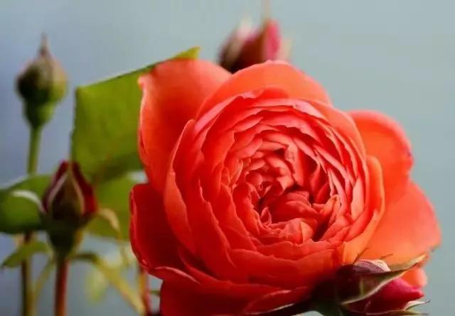 每天学习一点点各种花代表的花语,每天学习一朵花知识