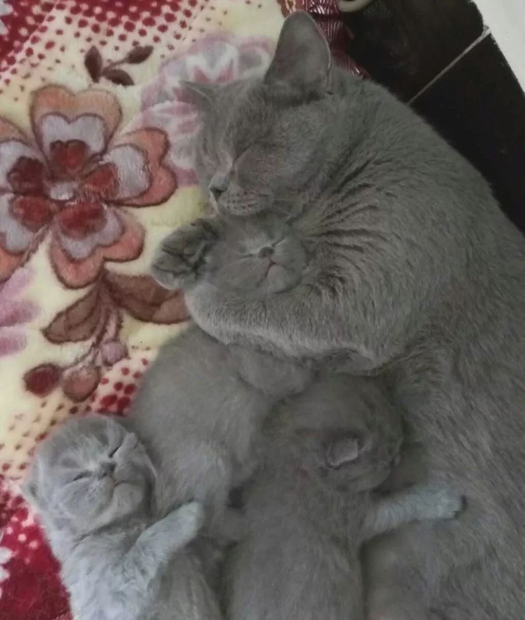 它因猫藓，遭人抛弃；我因猫藓，猫狗双全