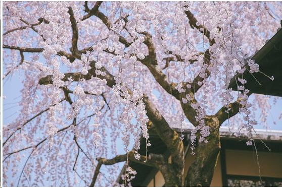 来到日本不能错过章鱼小丸子,去京都不可错过的和服体验
