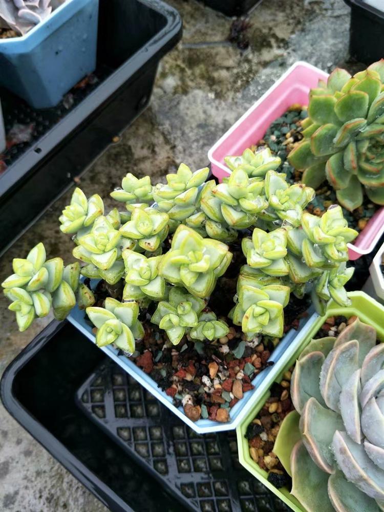 多肉灰蒙蒙的怎么变好看,多肉去灰