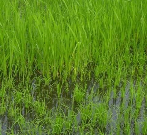 水稻直播除草技术大全,旱直播水稻二次封闭怎样用药