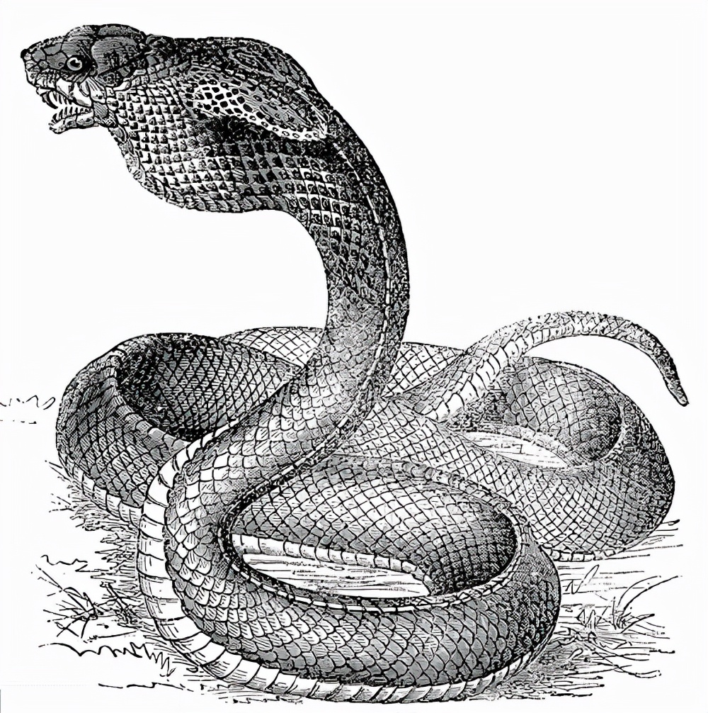 为什么抓到眼镜王蛇要放生,最大眼镜王蛇放生