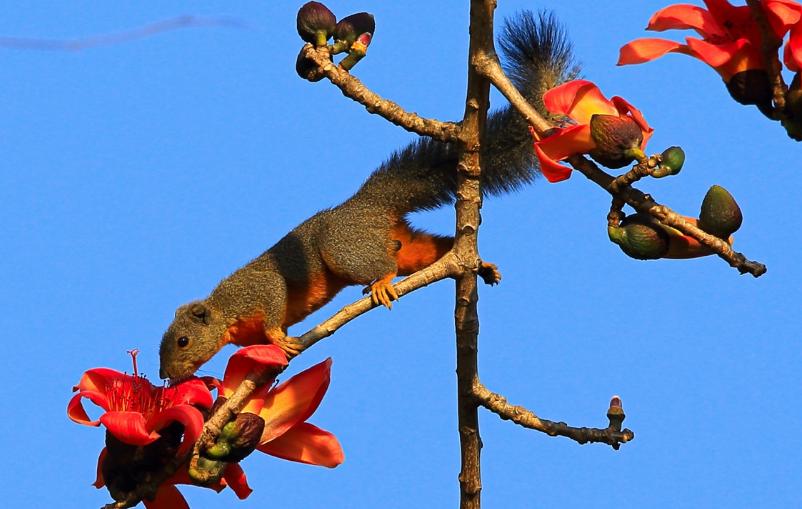 松鼠怎么胆子越来越小,松鼠训练到处乱窜