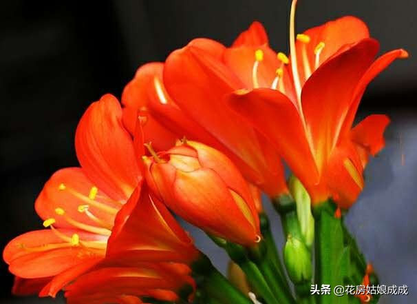 君子兰开花后怎么养才能再次开花,君子兰开花过后怎样才能继续开花