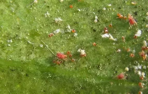 防治柑橘红蜘蛛药剂的药效评价,柑橘使用代森锰锌复配红蜘蛛药剂