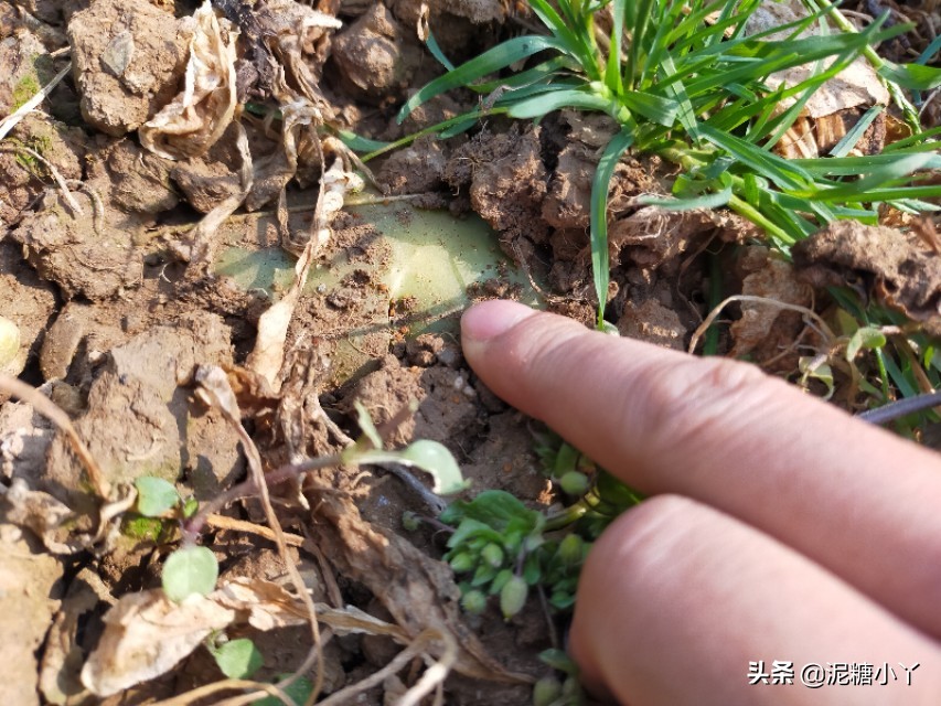 椹搩钖潚澶村彲椋熷悧,闈掑ご椹搩钖湁姣掑悧